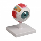 Erler-Zimmer 6-Part Eye Anatomy Model (4x Enlarged)